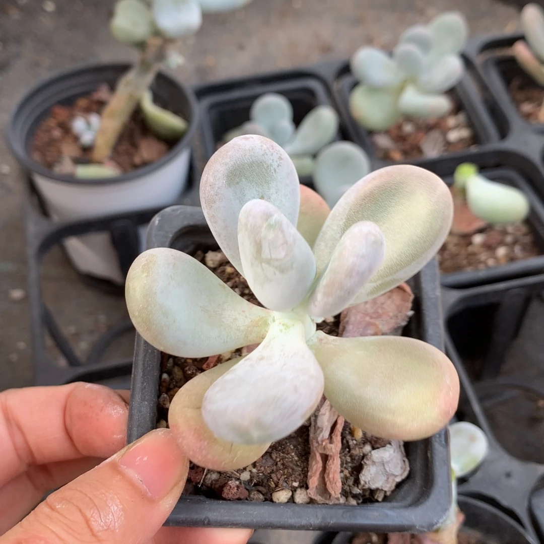 成雪球大叶奶杂交