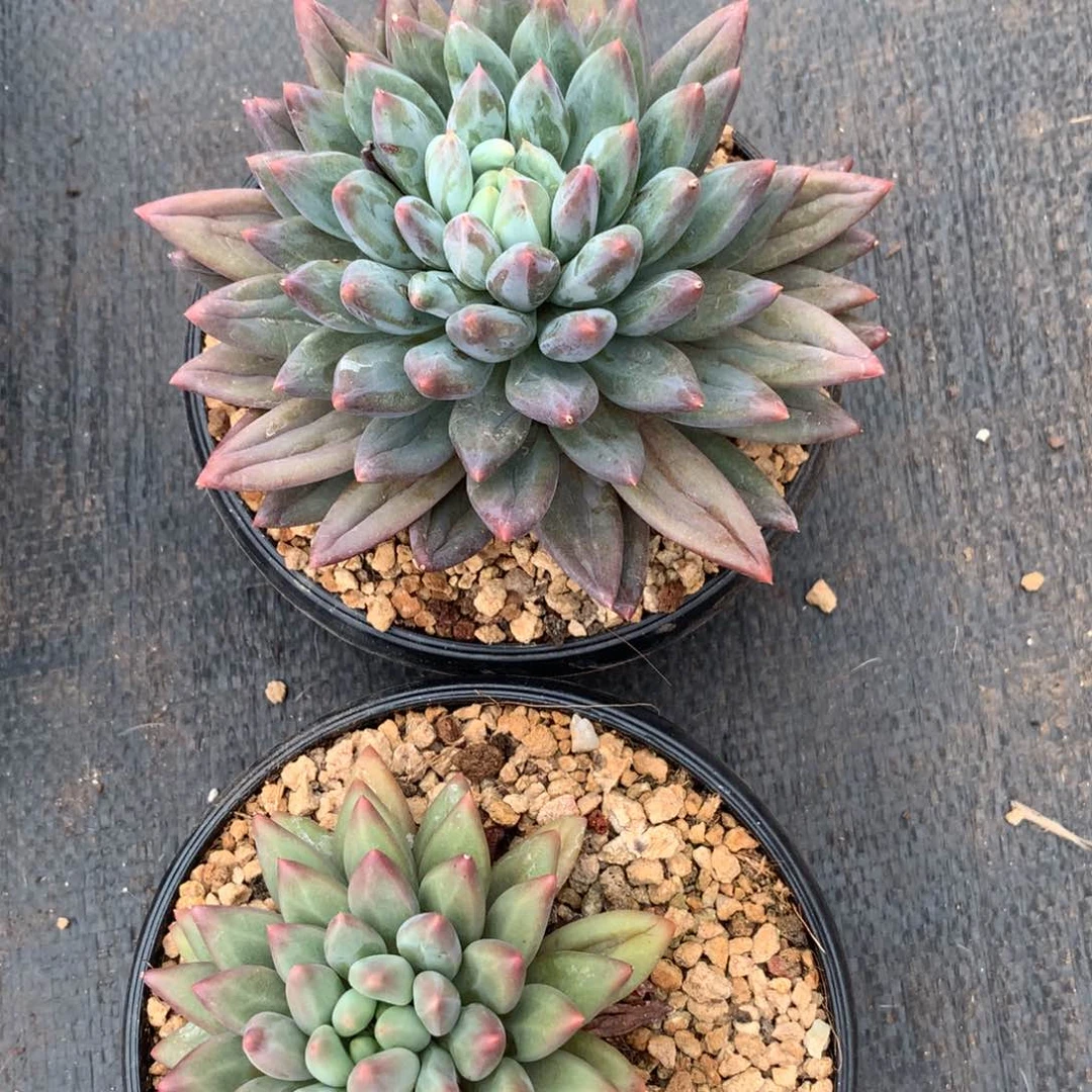 露臀呜呜呜呜呜旅途