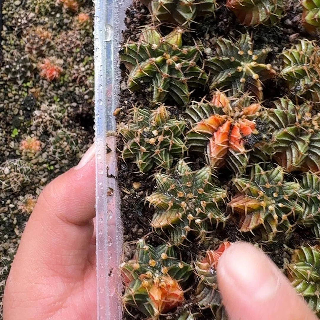 菩***提米哈实生自然锦153