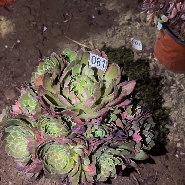 081玉芙蓉七彩多肉植物不售后