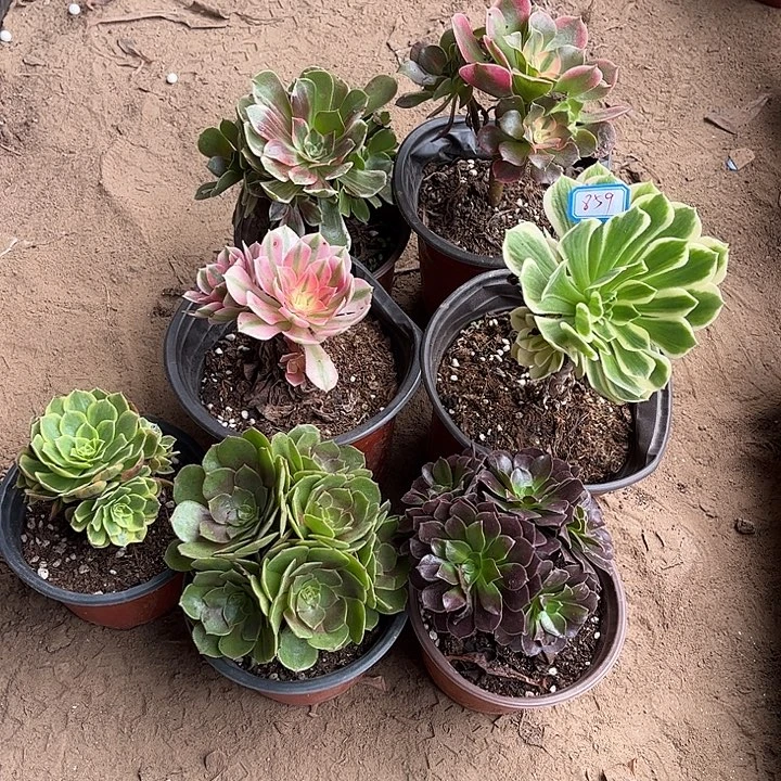 859多肉植物组合，