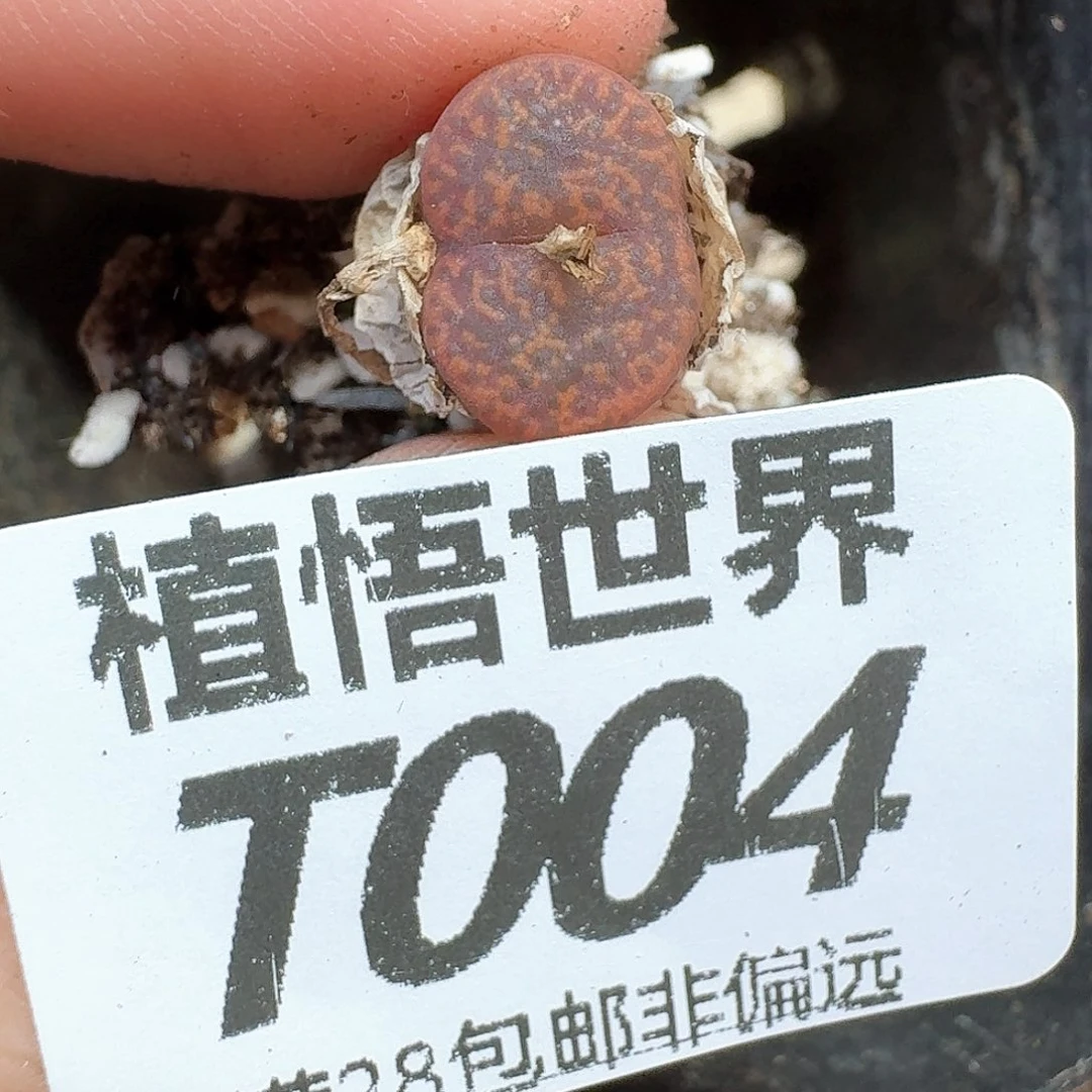 多肉植物的人生rgb
