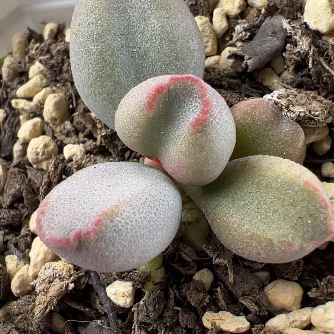 实生新品多肉植物水泡