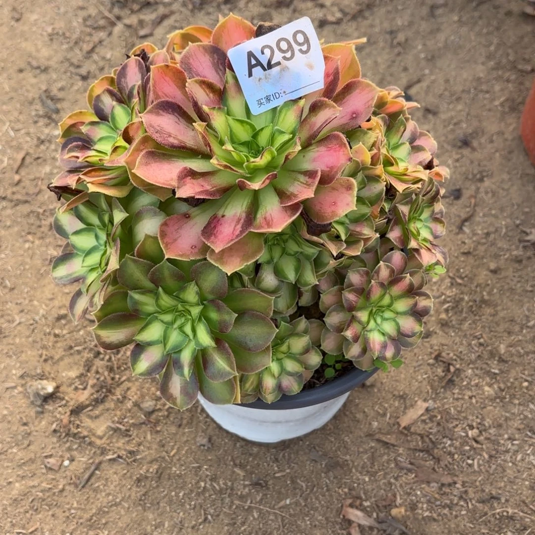 韶华多肉断枝不包299