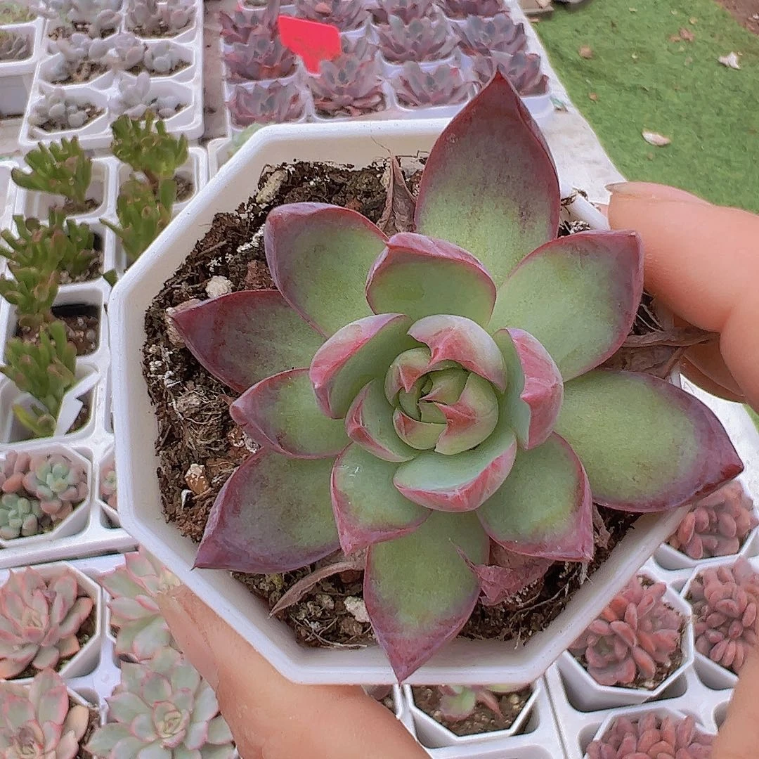 八角盆惊鸿19包邮多肉植物