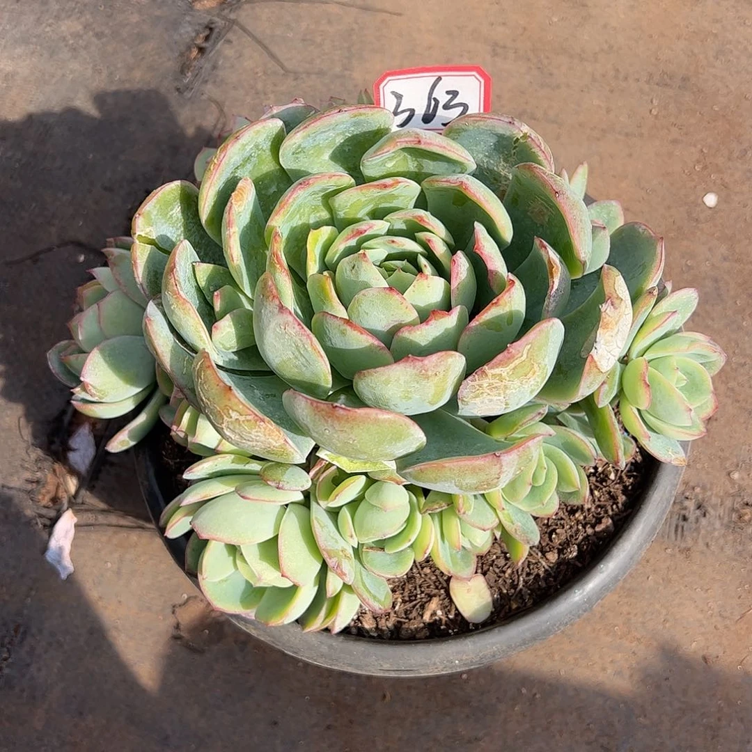 363号晨露手捧，一物一拍