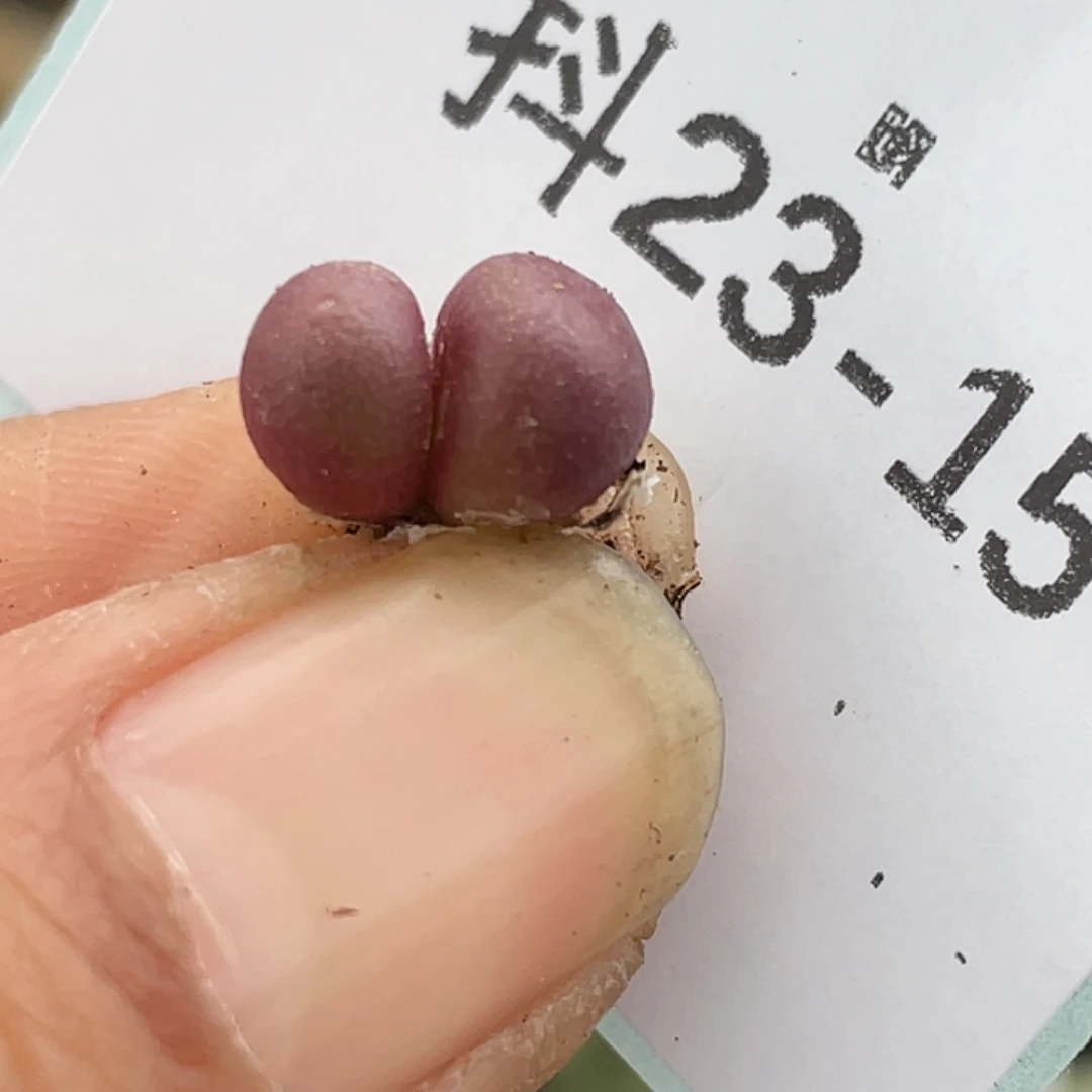 23-15紫葡萄多肉植物