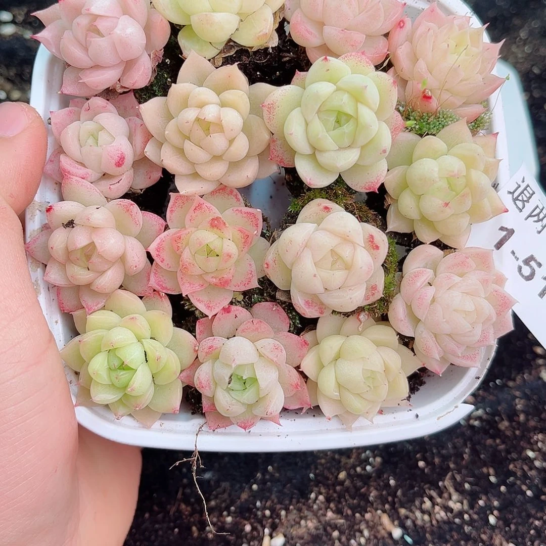 1-510新疆西藏内蒙不发零度以下拍保温箱不包损