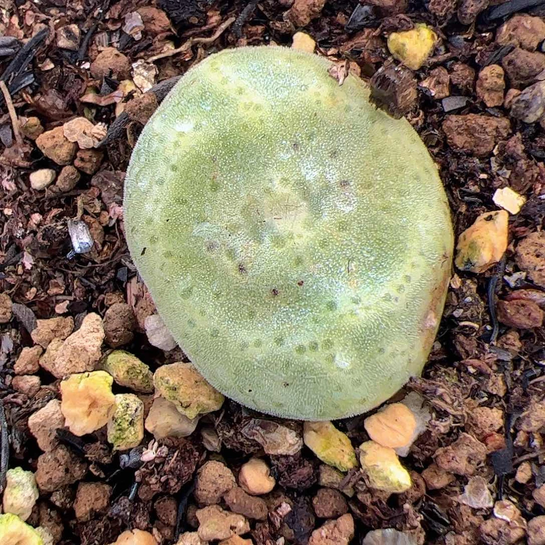 【闪购商品】59 福利绿豆糕
