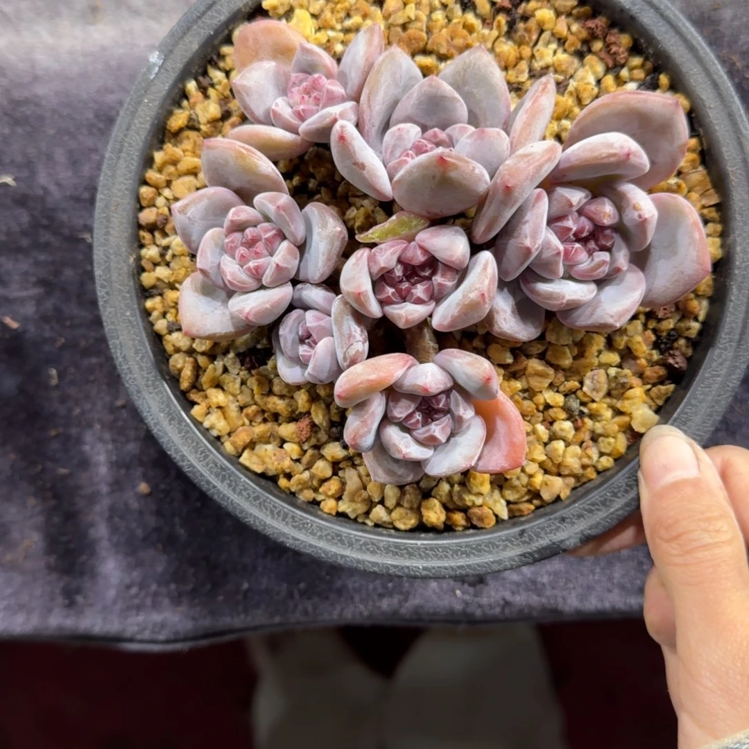 星影7头无砍一物一拍