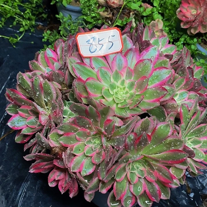 孔雀翎老桩捧花855号