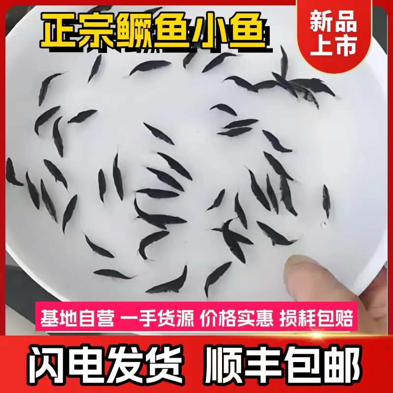 【顺丰包邮】精选正宗小鳜鱼宠物水族活体观赏鳜鱼