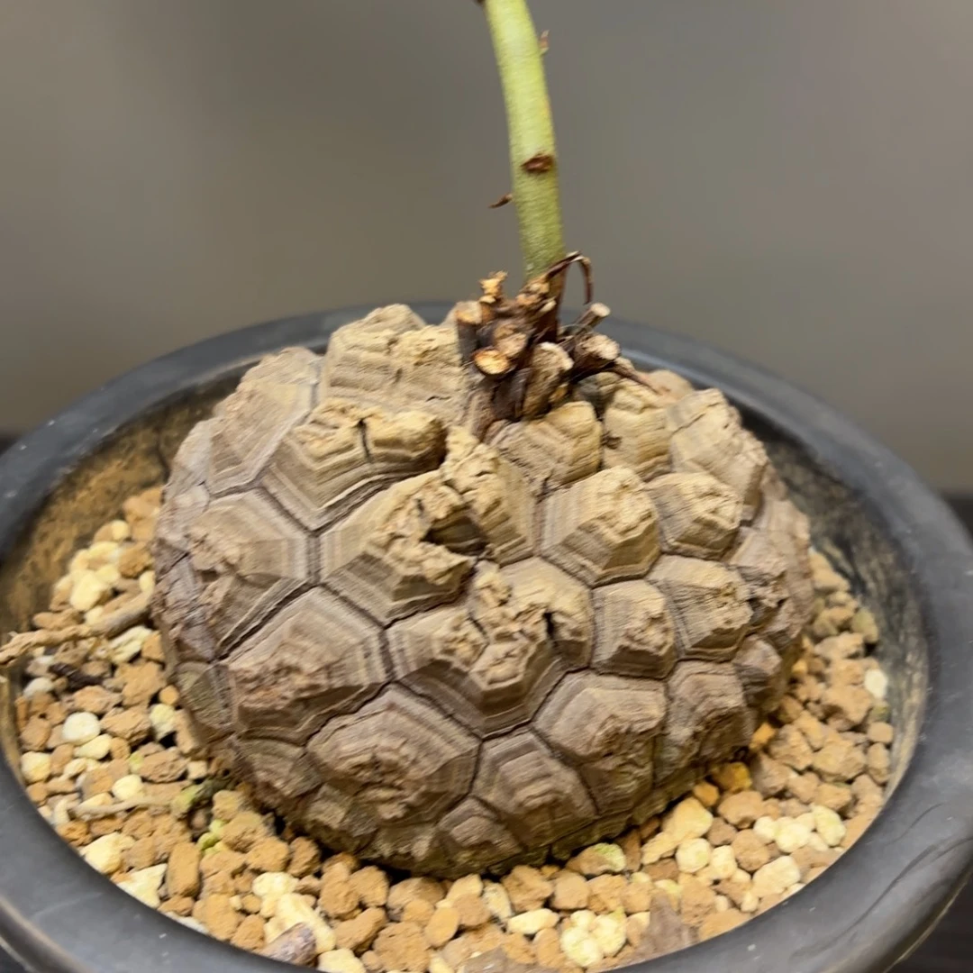 6 号日系南非龟甲龙带盆发货