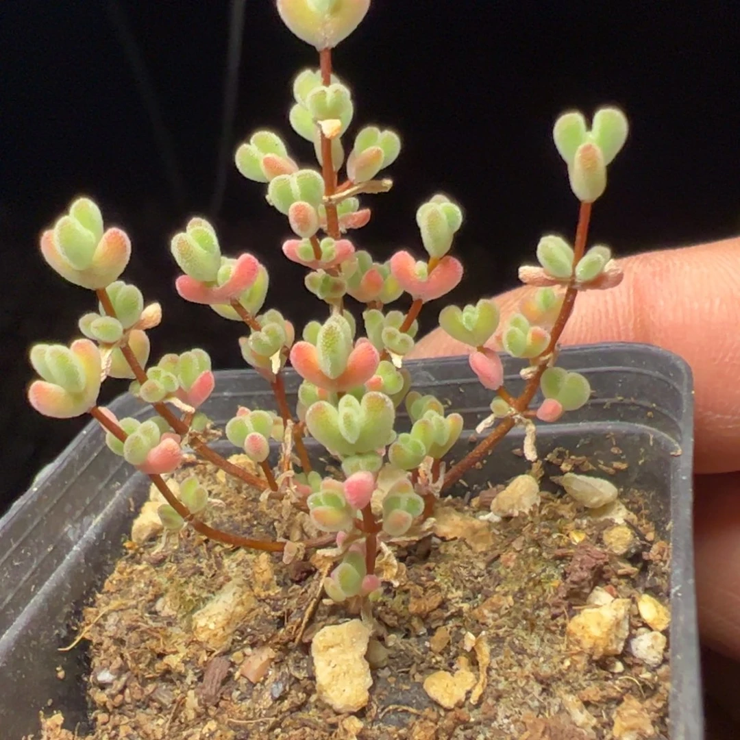 露养实生莱斯精品55杯