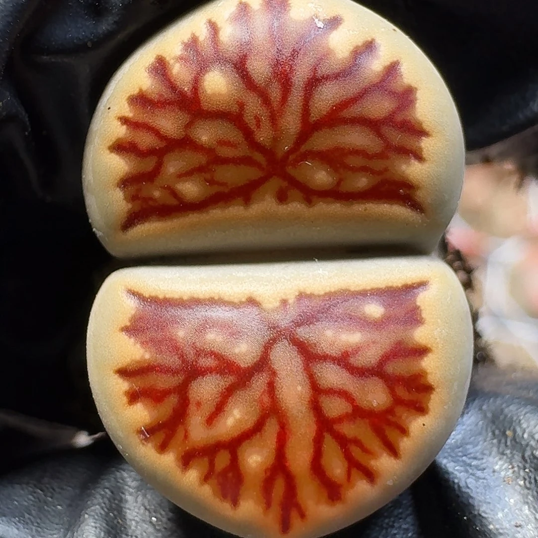 生石花11111。  158