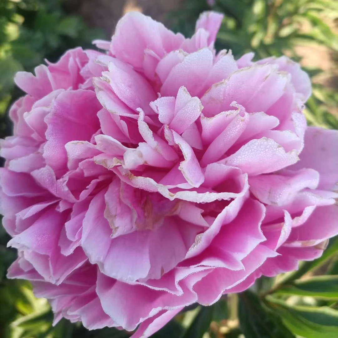 粉中冠芍药，粉色系大花