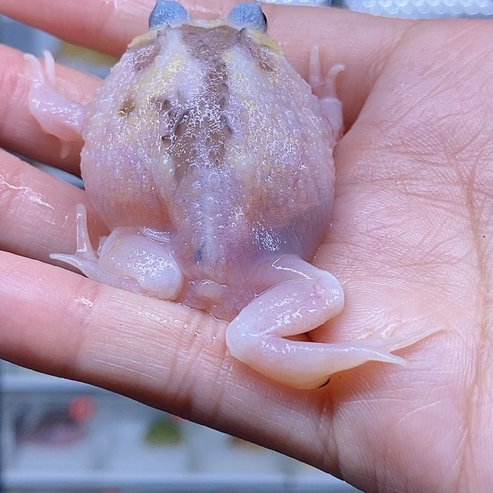 特价秒杀现货特价bu