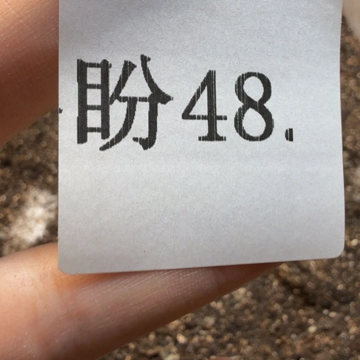 盛***琴多肉植物的生长发育48