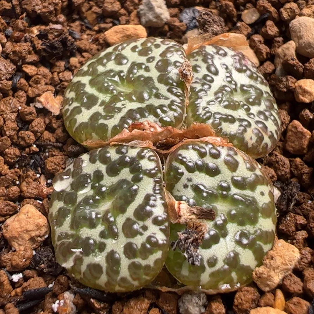 黑泡泡江南种源多肉植物