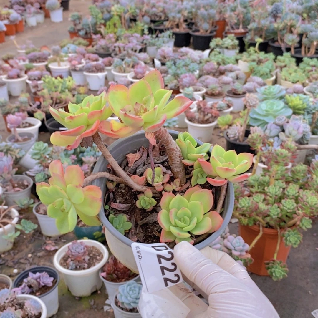 222芬达老桩一物一拍