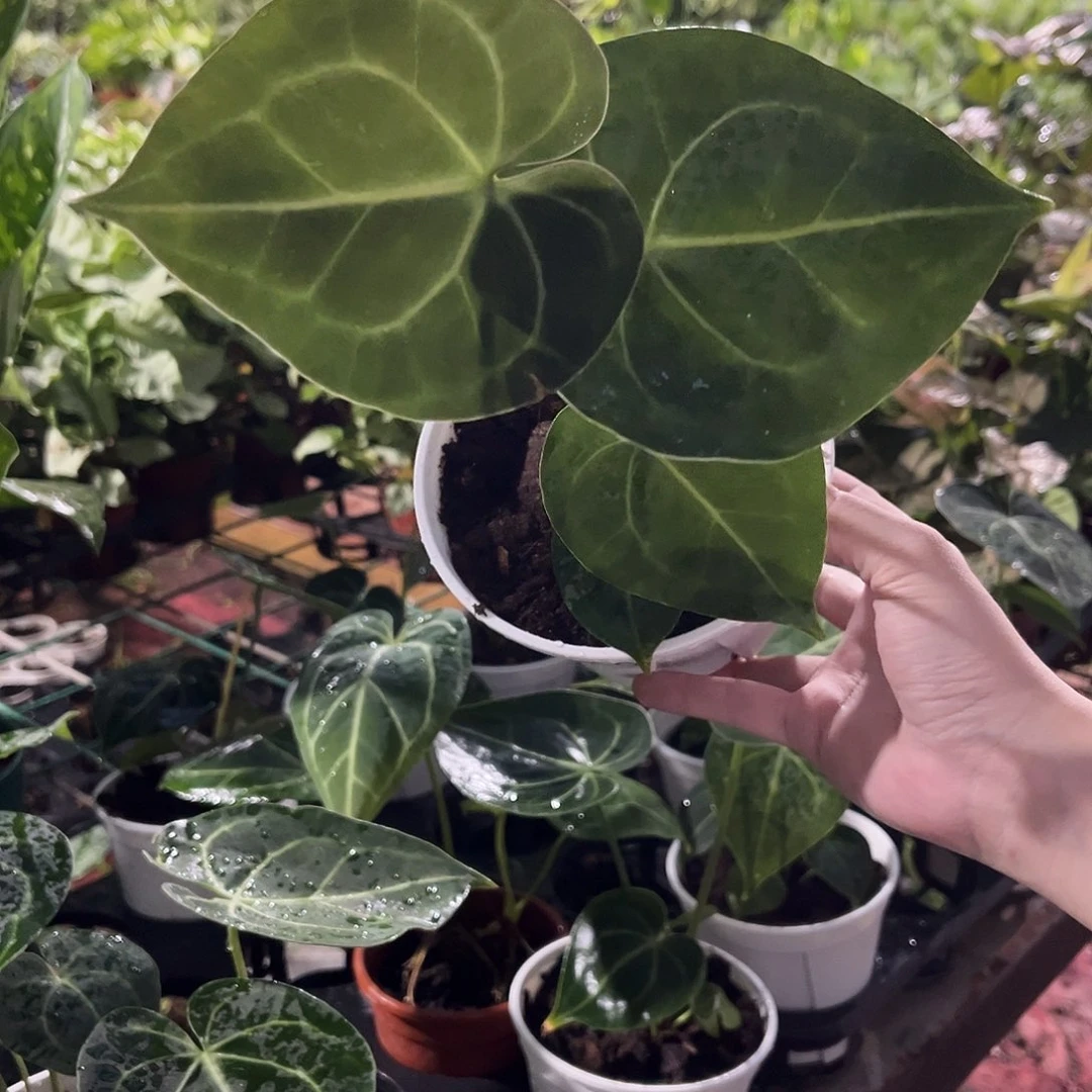 无花朵926克莱恩花烛