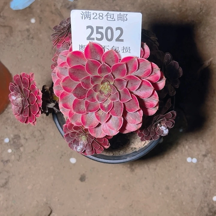 2502断枝不包黑同白