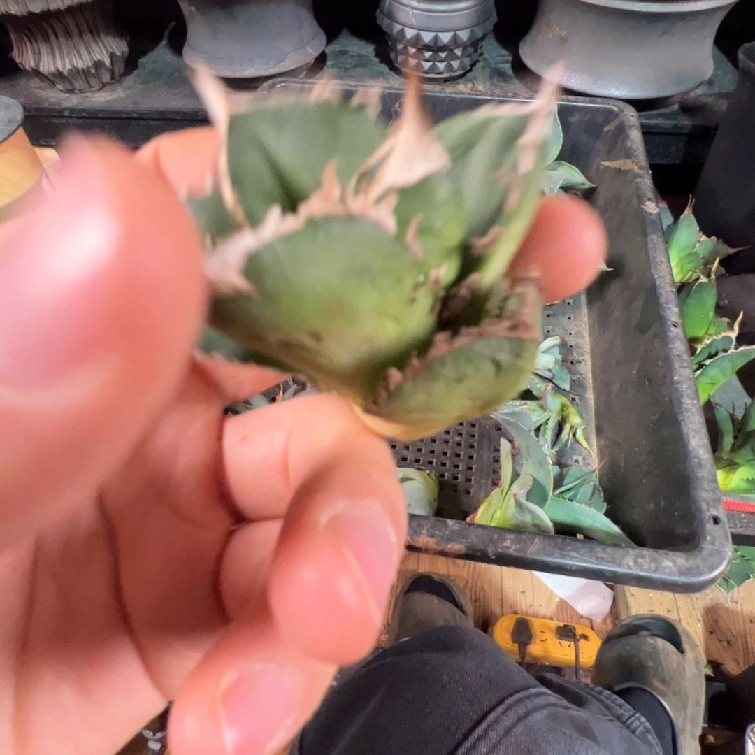 大大大大大大白鲨