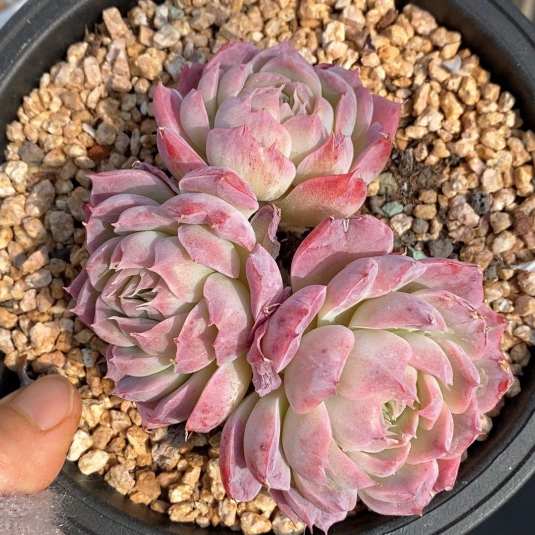 精品多肉一物一拍165