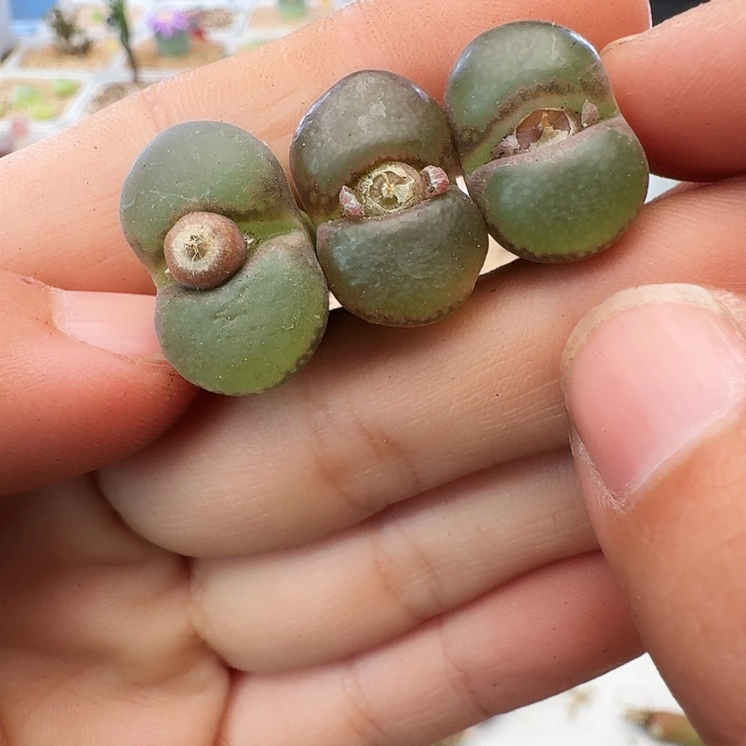 福利瑕疵风铃介意慎拍374