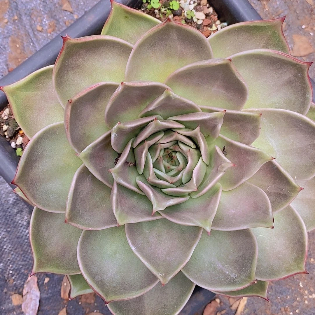 多肉植物韩版宽叶大星星母本