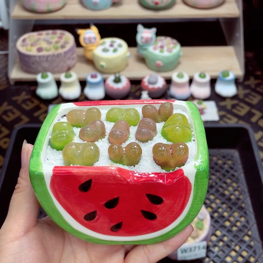 w3716 带盆土发货一物一拍