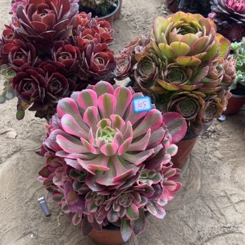 105多肉植物组合