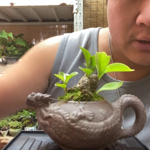 红陶一物一拍所见即所得72