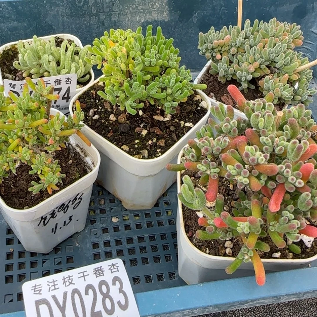 钱****dy0283一筐四颗带福袋