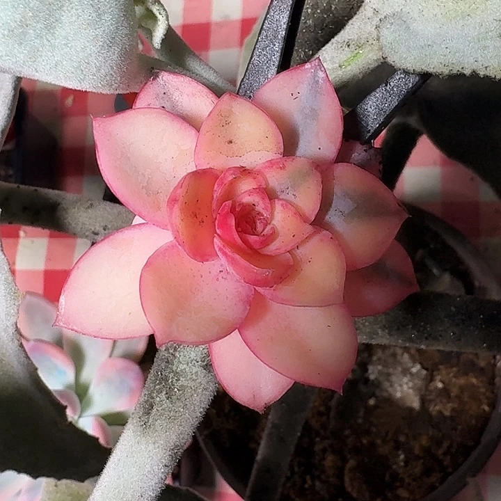 赫拉福利福利一物一拍