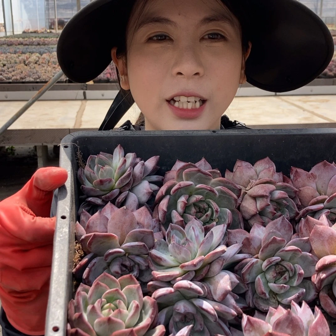 8-6黑拉糖双头随机