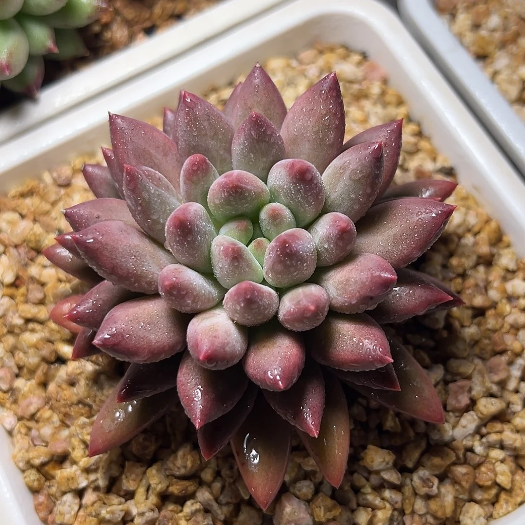 8-08-35红蜻蜓优选