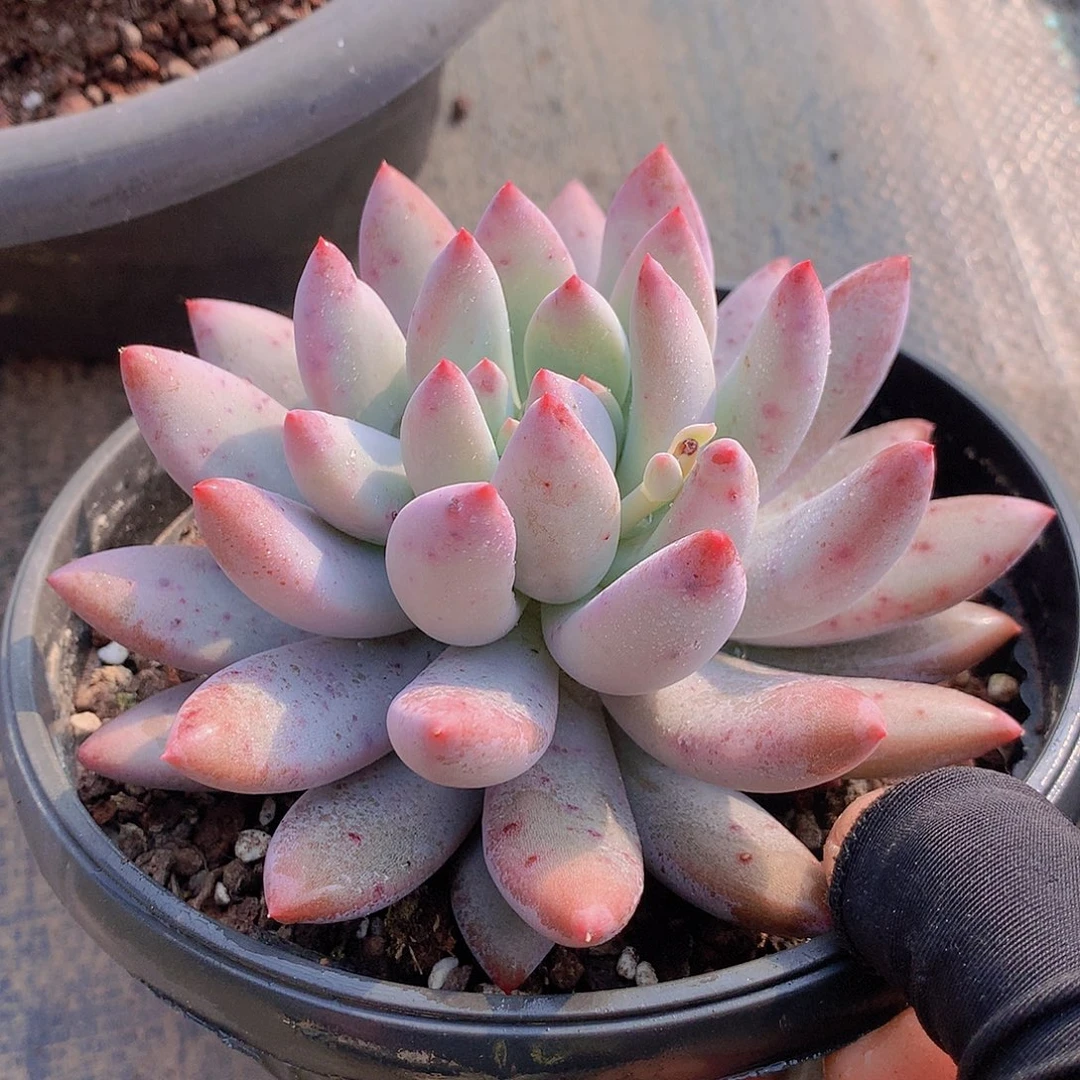 所罗门杂一物一拍467899990