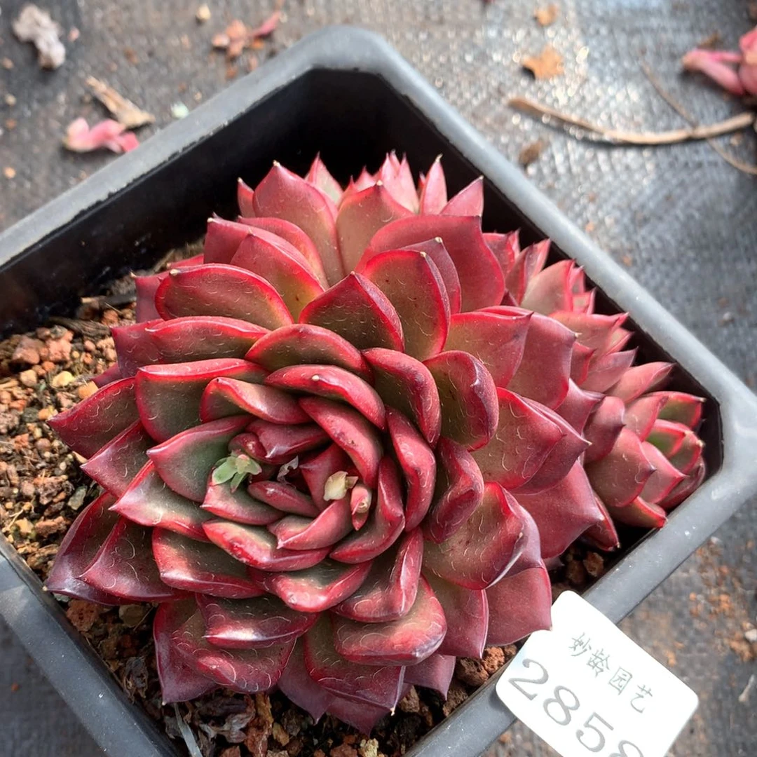 2858杂交多肉植物