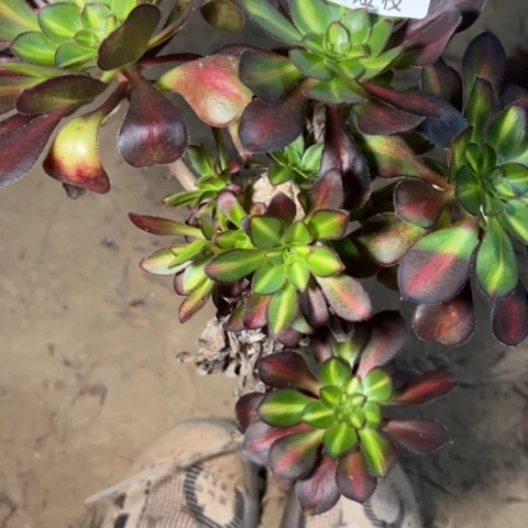 爱马仕中斑无根多肉植物7795