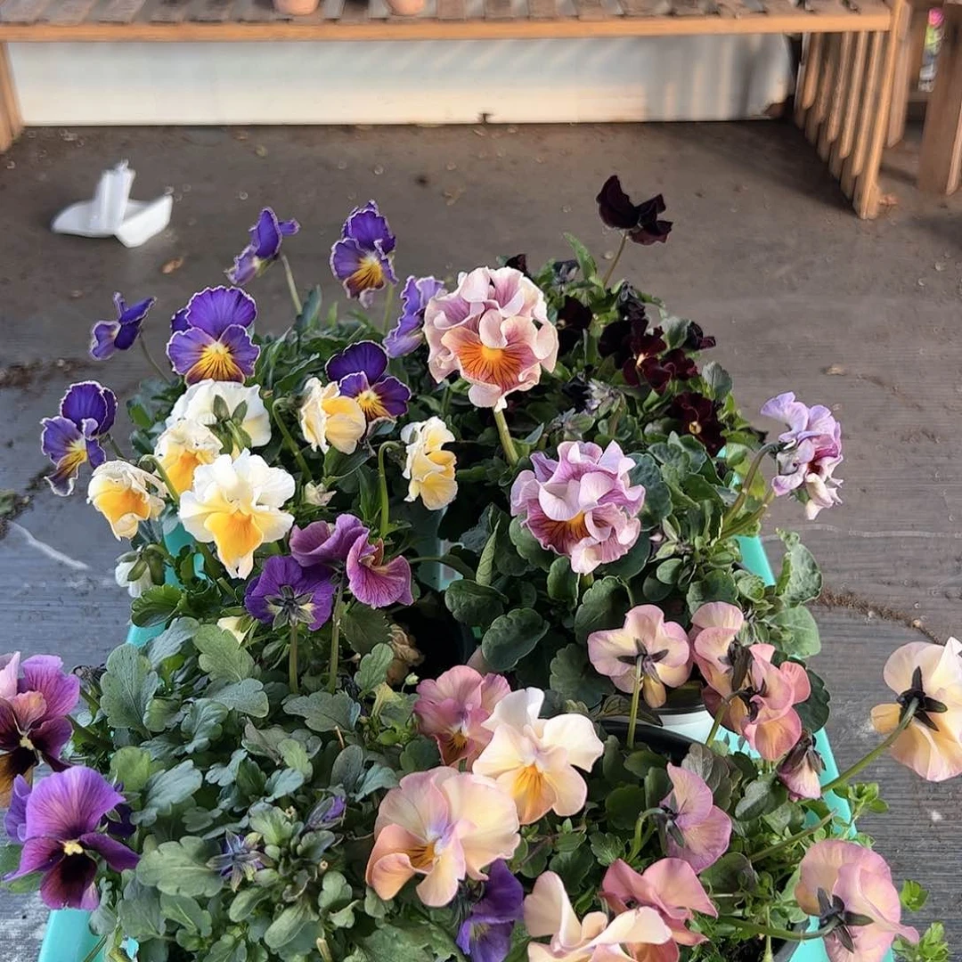 【闪购商品】157号