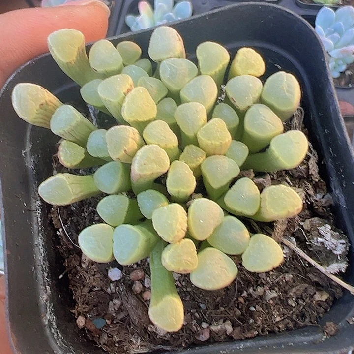 五十铃玉精品多肉植物