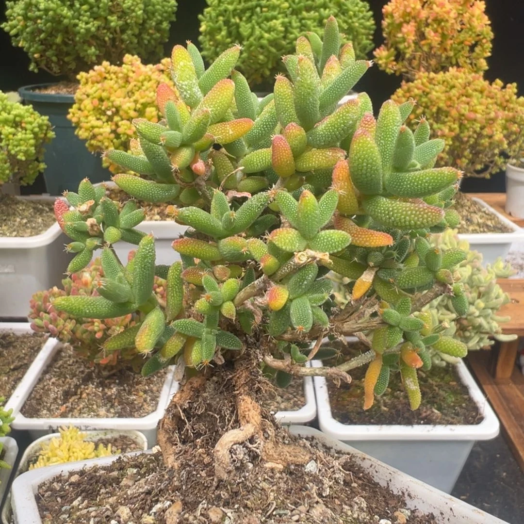 D7602玉米一物一拍