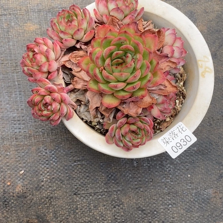 金***咪精品多肉植物0930