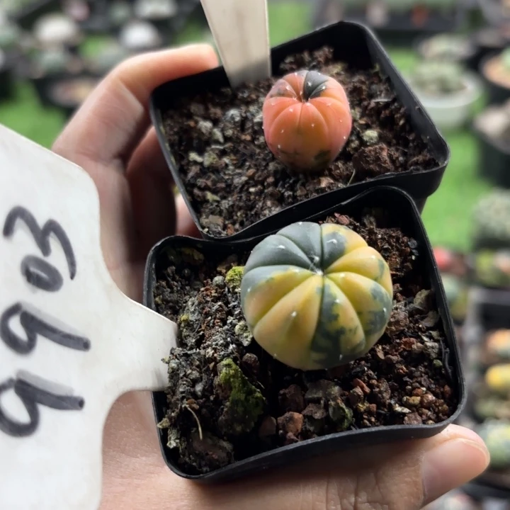 9903 8098二个实生