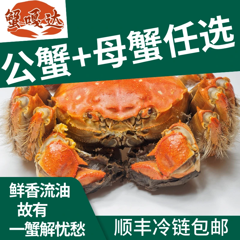 （活蟹）辽河母蟹2.0-2.3两公蟹3.0-3.3两1对绑绳装顺丰冷链大闸蟹