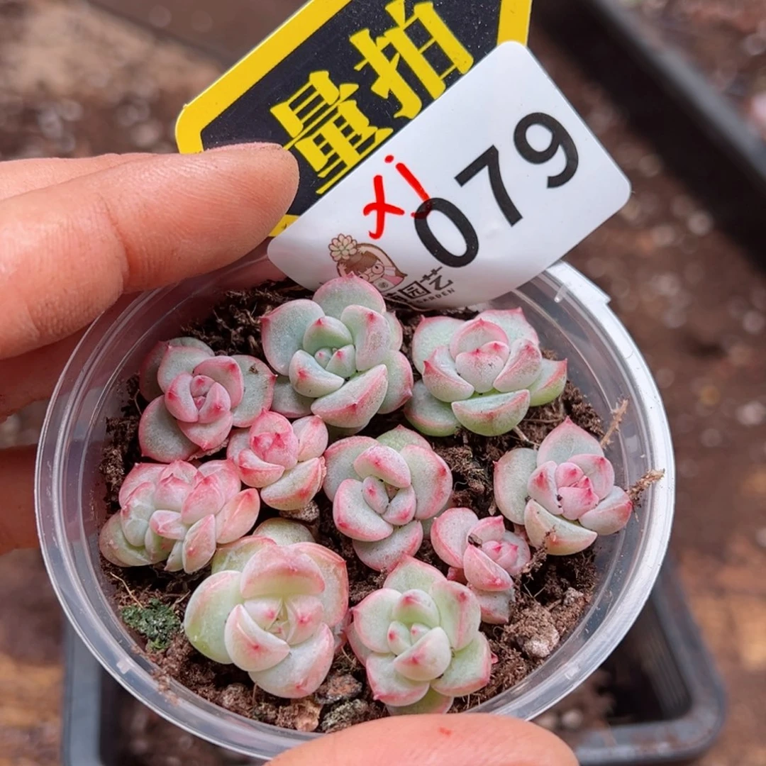 多肉植物多肉植物