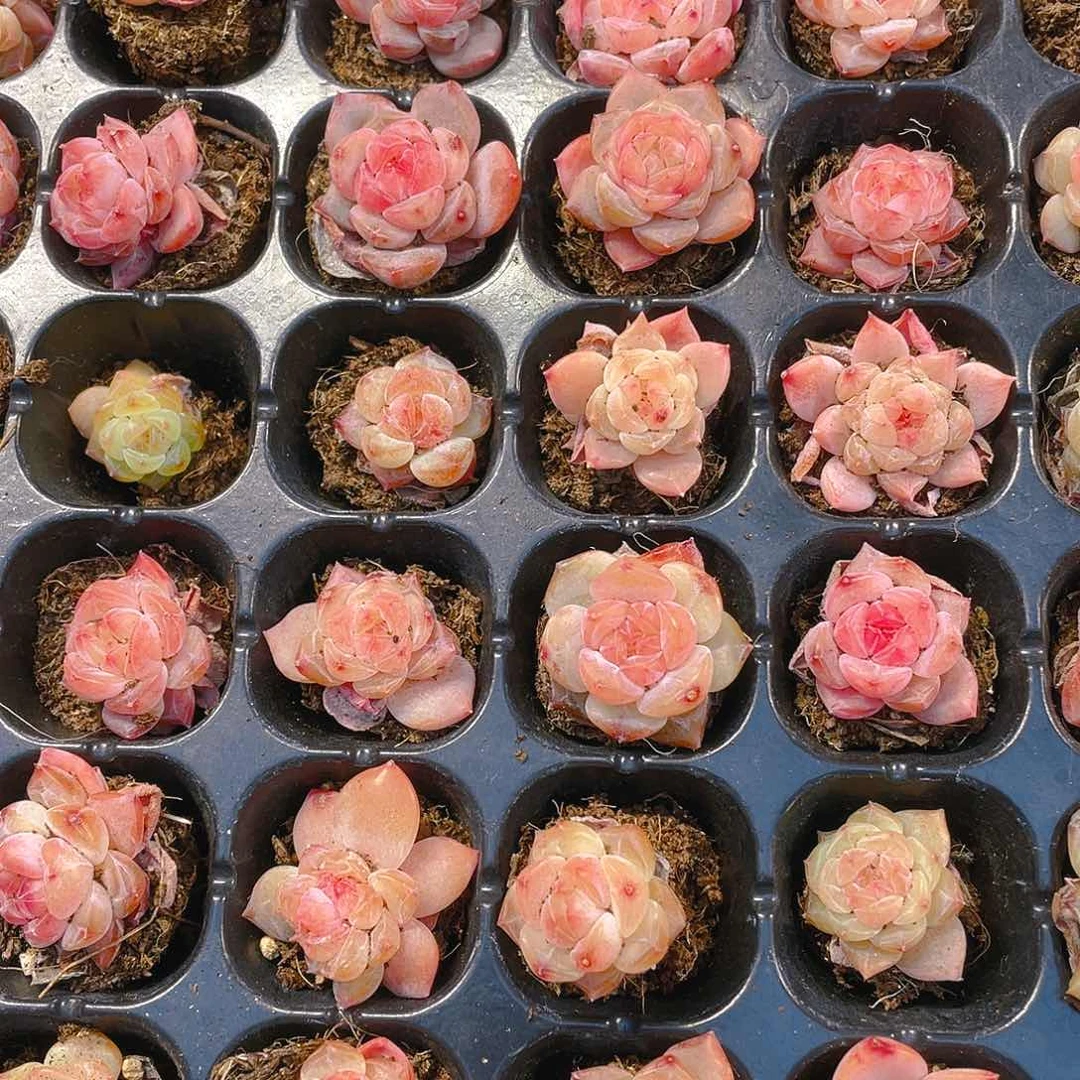 幽兰穴一个满25包邮