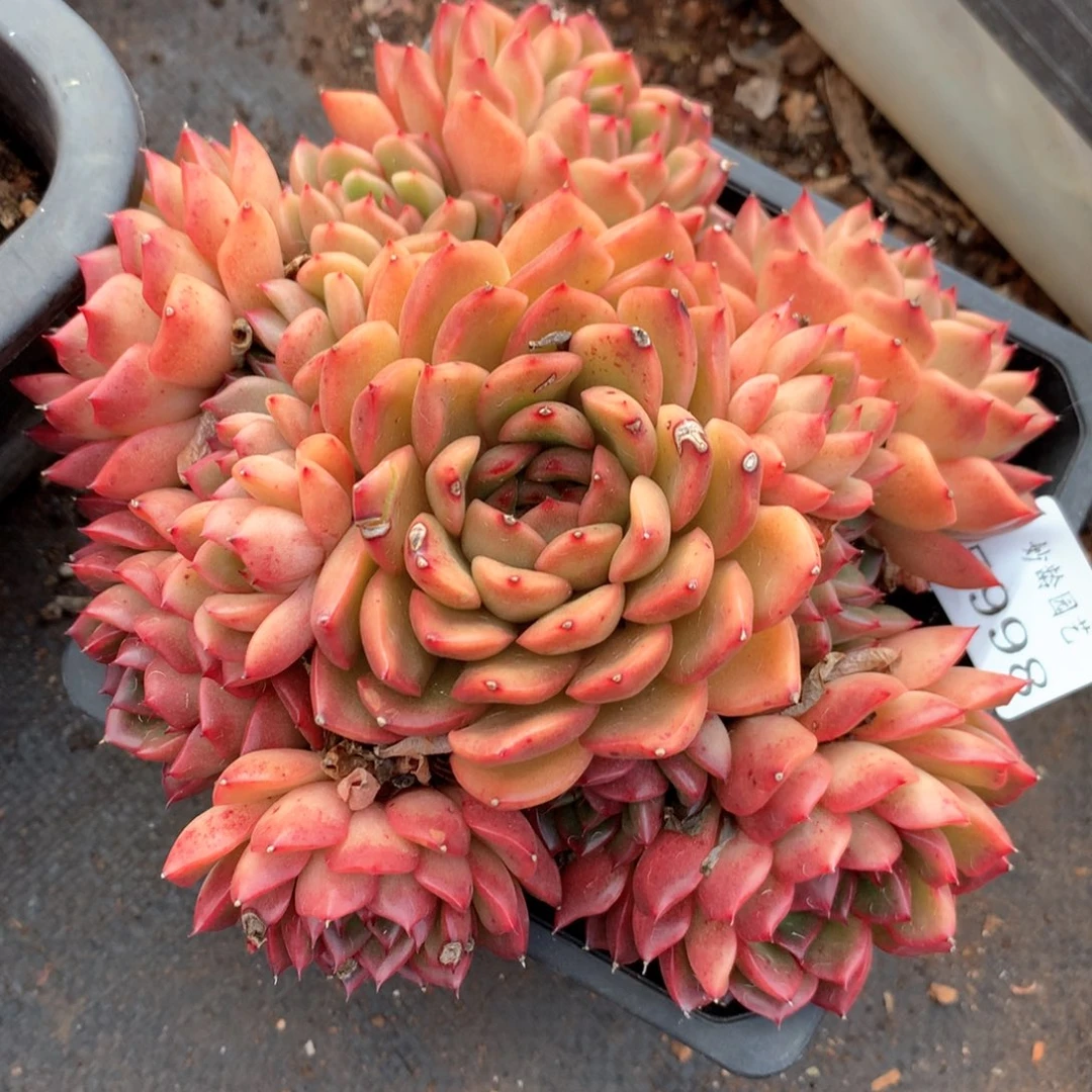 5998杂交多肉植物基地