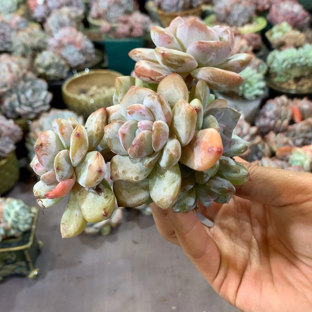 八头长腿哈哈哈哈哈哈哈